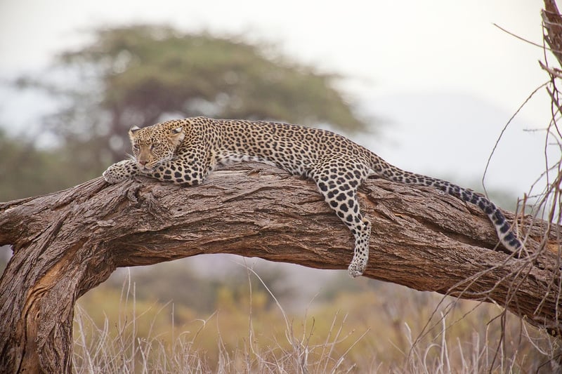 African Safari Adventure