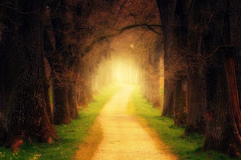 Winter Forest